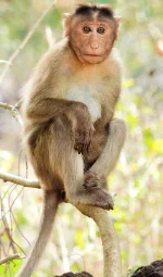 Bonnet_macaque_(Macaca_radiata)_Photograph_By_Shantanu_Kuveskar.webp